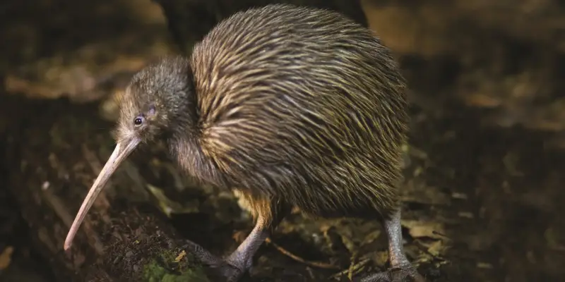 Otorohanga Kiwi House New Zealand