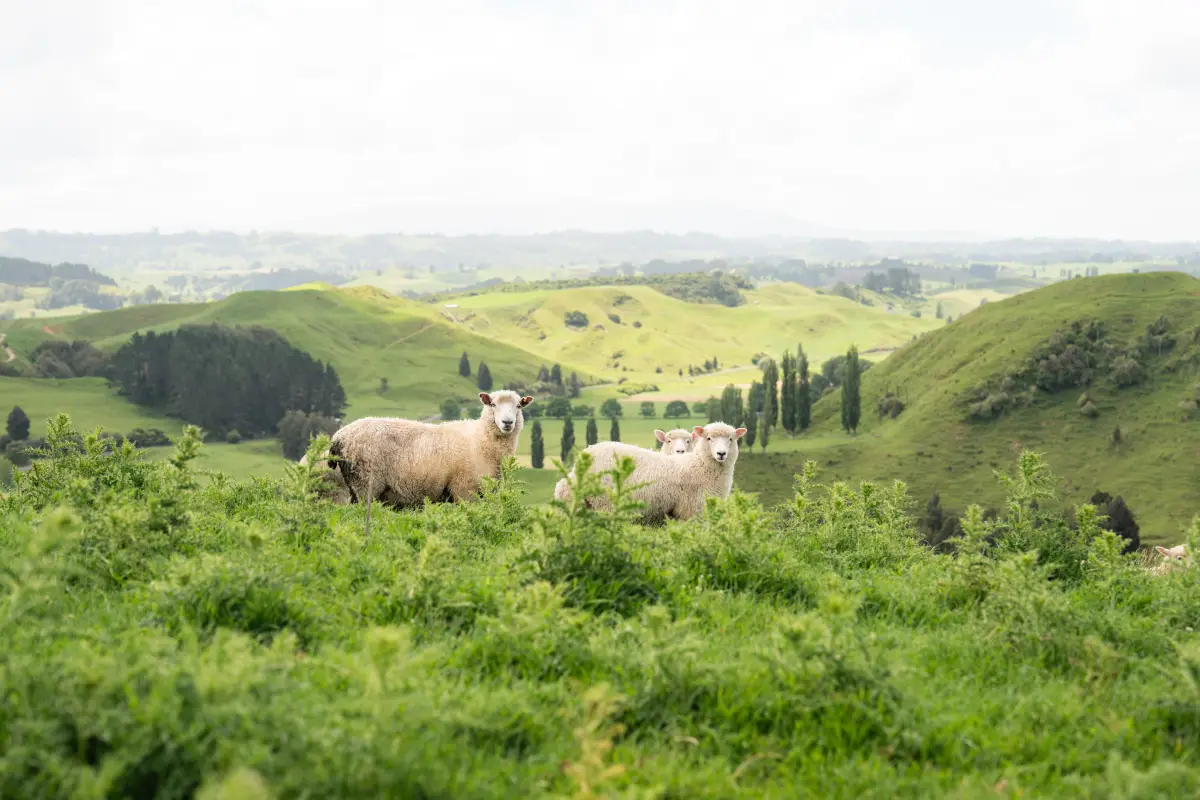 Pōhutukawa Tent outdoor pizza oven and BBQ with hilltop views, Waitomo glamping
