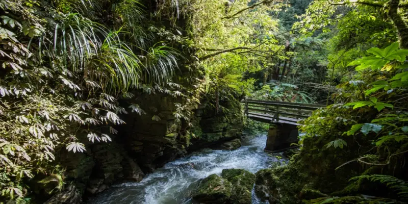 Ruakuri Walk Waitomo New Zealand