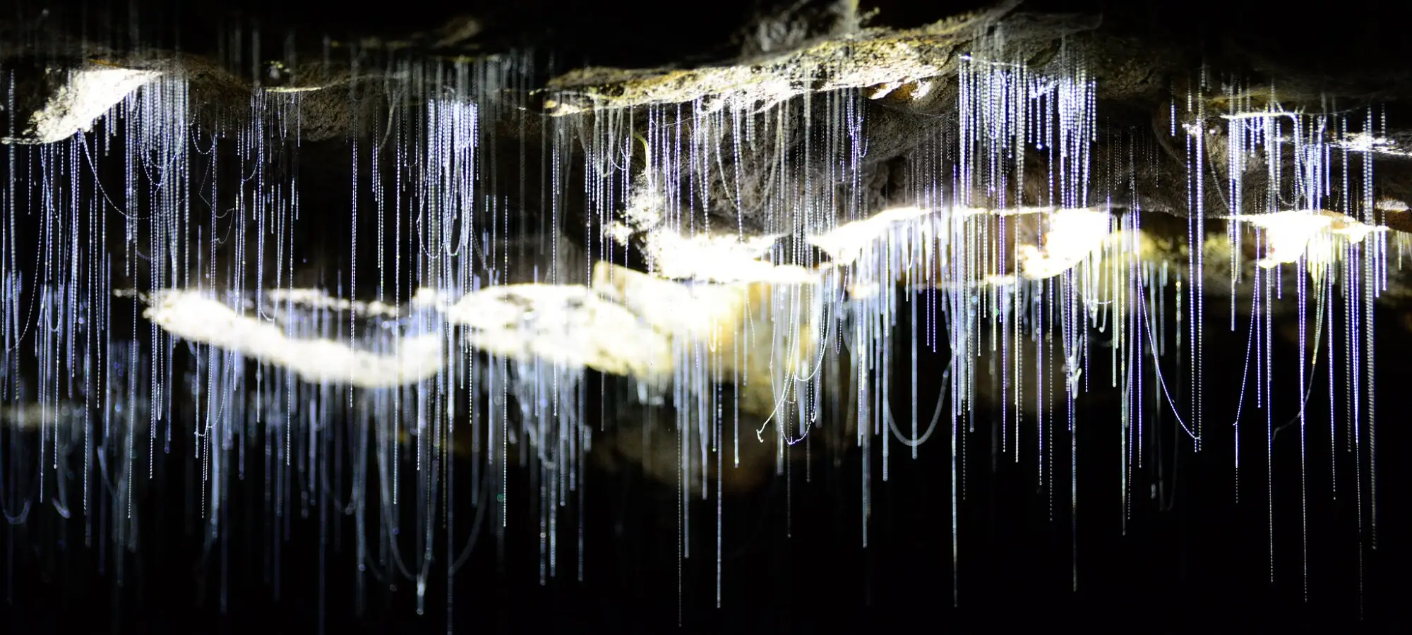 Waitomo glowworm caves New Zealand