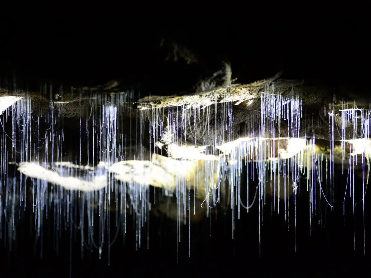 Waitomo Glowworm Caves New Zealand