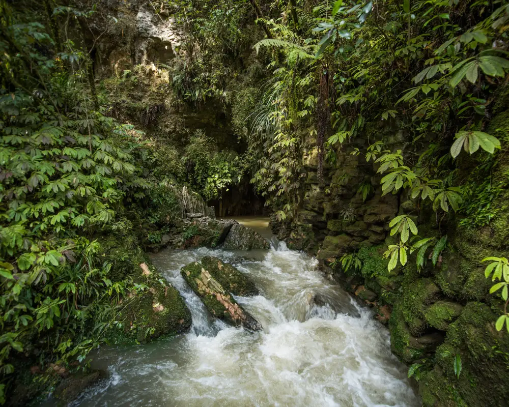 Ruakuri Walk Waitomo New Zealand