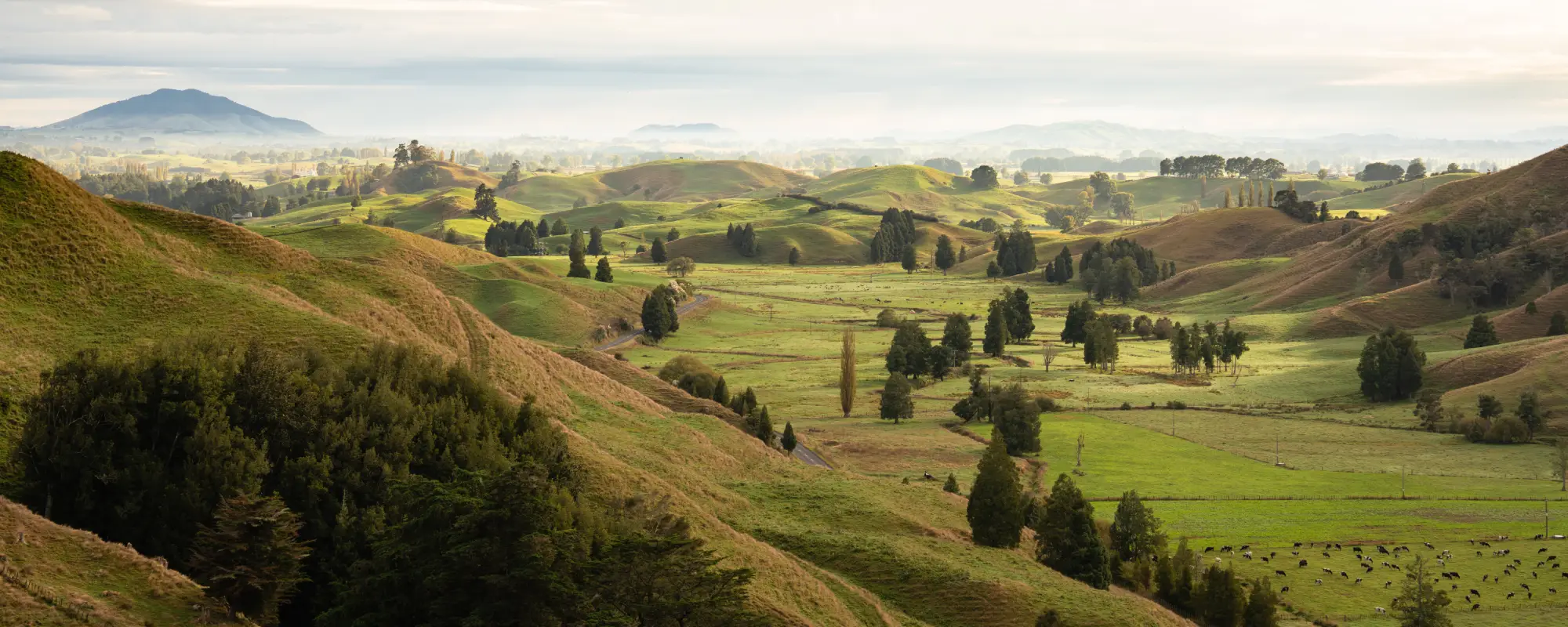 Wild Canvas Kōwhai Tent panoramic Waitomo landscape view