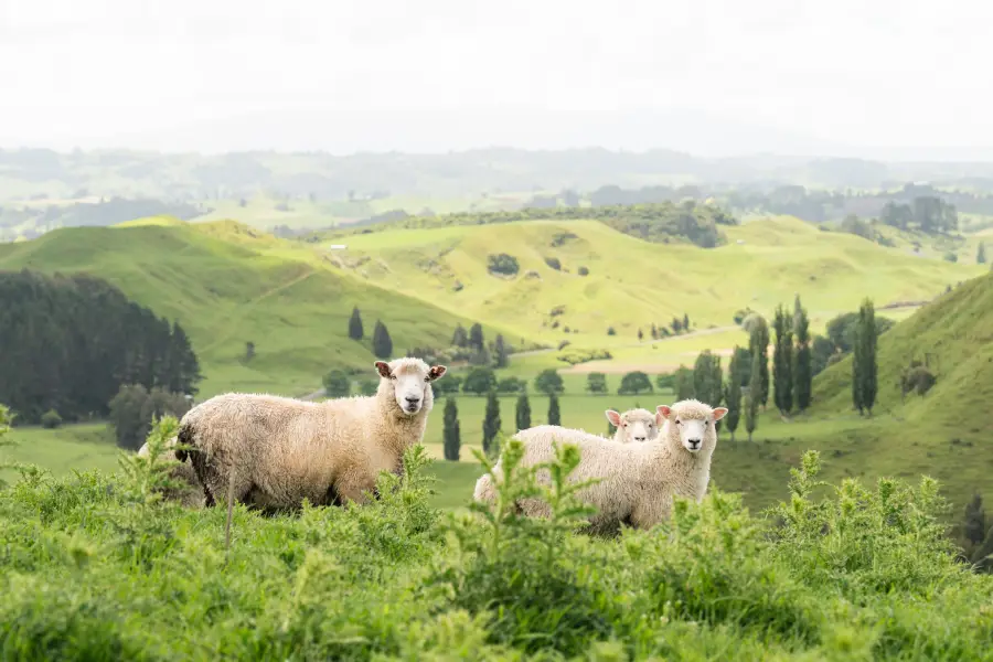 Waitomo farmland from Wild Canvas